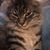 Lisa Miller's profile image