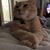 David Cianfaglione's profile image
