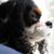 Marian Simonson's profile image