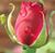 Martha Lubbos's profile image
