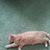 Ellie Mueller's profile image