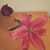 Saige Heyer's profile image