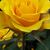 Karla Weppner-Dawson's profile image