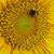 Hans Holzmann's profile image