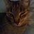 Carol Sue White's profile image