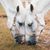 Sueann Oliphant's profile image
