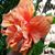 Ethel O'Connell's profile image