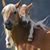 Joyce Thompson's profile image