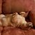 Teresa Myers Smith's profile image