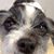 Can-Do dog grooming's profile image