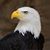 J Rod Thomas's profile image