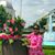 Saratha Mohan's profile image