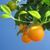 Hannele Kosonen's profile image