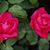 Saddam Hossen Saddam's profile image