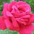 Gena Ertelt's profile image