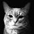 Jenni-fur Baldwin's profile image