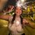 Linda Jasmin's profile image