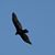William K. Hoke's profile image