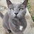 Amanda Reyer's profile image