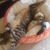 Karla Hollingshead's profile image