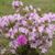 Karen Naylor's profile image