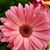 Melanie Hess's profile image