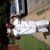 Marrino Seay's profile image