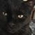 Phyllis Collins Harwood's profile image
