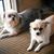 Jasna Miskovic East's profile image