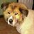 Jackie Chesser's profile image