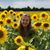 Allison Warming's profile image