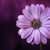 Alina Maria's profile image