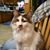 Diane Howard's profile image