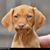 Chris Edmunds's profile image