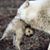 Leo P. Pardalis's profile image