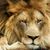 Carlos Goldsmith's profile image