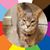 Nicholas Robert Miokovic's profile image