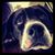 Jessica Collins's profile image