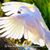 Alice Jorgensen's profile image