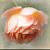 Marie Brayman's profile image