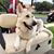 Diana L. Updike's profile image