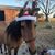 Stacey Hites Shipman's profile image