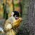 Learning Chimp's profile image