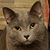 Cristin Napper-Shelley's profile image