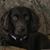 John Westad's profile image