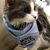 Lisa McClain Mitchell's profile image