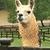 Mark Mazanek's profile image
