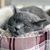 Jo Anna Snipes's profile image