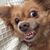 Dawn Chesna-Henriksen's profile image