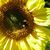 Anita Scheftner's profile image